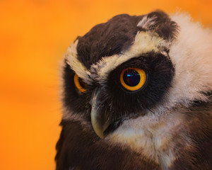 Junger Brillenkauz im Portrait 