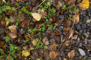 Grass, leaves and stones background
