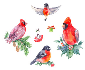 Watercolor illustrations of cristmas birds. Red Cardinal, bullfinches.