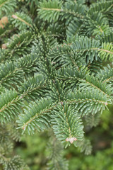 Fototapeta na wymiar Norway spruce tree detail