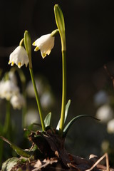 M&auml;rzenbecher vor dunklem Hintergrund