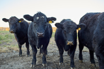 herd of docile curious black cows
