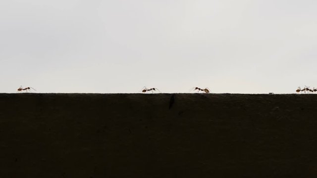 red ant walking on cement wall