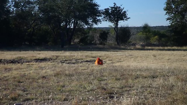 Pumpkin filled with Tannerite explodes after being shot.