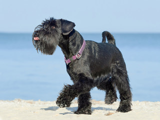 Portrait of a Miniature Schnauzer on the beach