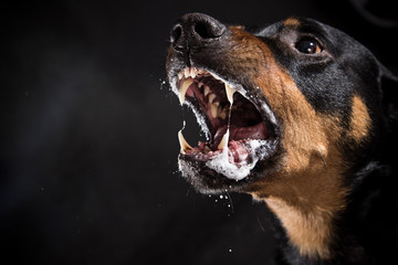 Ferocious Rottweiler barking mad on black background. - obrazy, fototapety, plakaty