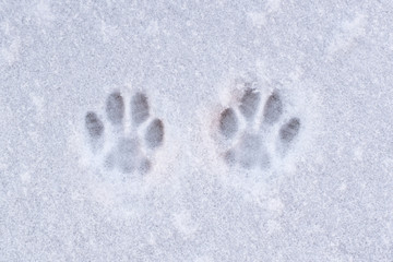 cat footprints in the snow