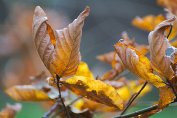 Herbst Blatt Makro