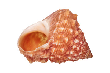 Sea shell on a white background