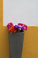 Colorful flowers in a pot