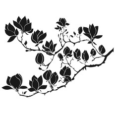 Fototapeta premium Flowering Branch of Magnolia on white background vector illustration