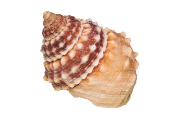 Sea shell on a white background