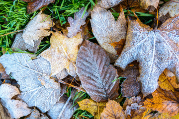Frozen dry leaves on the ground. Close-up view of various dead leaves covered with frost lying on the grass.