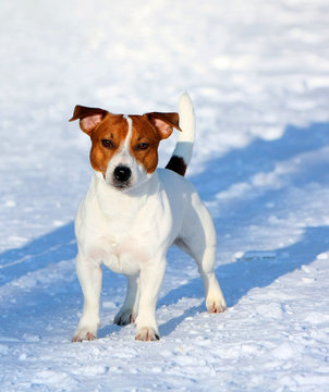 Jack Russell Terrier Posing Outside. Portrait of a white dog with a red head. Funny puppy stands in the winter on the snow. Vertical image.