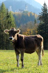 K&auml;lbchen in sch&ouml;ner Herbststimmung vor dem Schloss Neuschwanstein