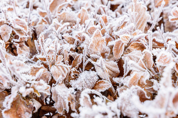 Close up from Frosty leaves