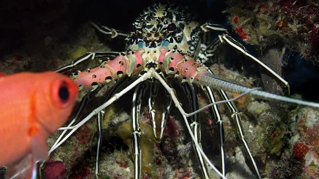 Painted spiny lobster, Panulirus versicolor, WAKATOBI, Indonesia, slow motion