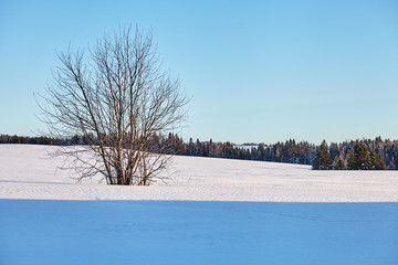 Winter landscapes. Winter is out of town. Snow and Pines