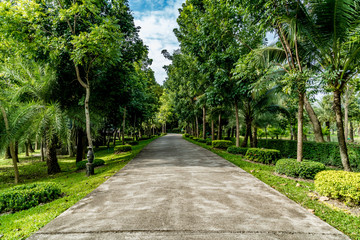 Road in the park