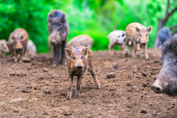 Wild boars