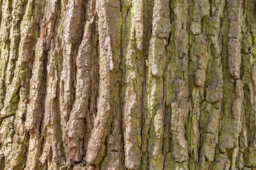 Close up from Old bark