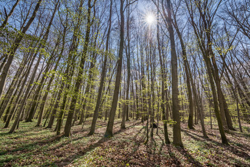 Sunshine backlit in forest
