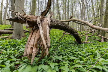 Broken tree trunk