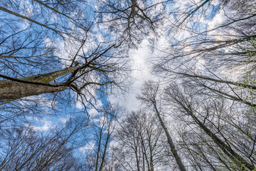 Tree tops