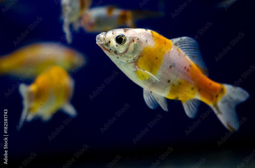 Wall mural Koi Carp in aquarium