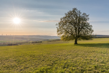 Fototapeta na wymiar Lonesome Tree on field in sundown