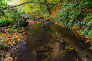 Forest stream with fall colorful foliage in autumn, Little Carpathian, Slovakia, Europe