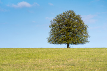 Fototapeta na wymiar Lonesome Tree on field