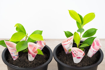 Planting Chinese yuan bills and tree in black flower pot isolated on white background.