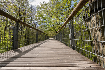 Bridge in the forest through trees