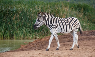 Fototapeta na wymiar Burchells or Plains Zebra Drinking Water
