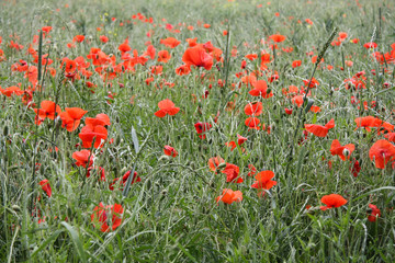 Roter Klatschmohn