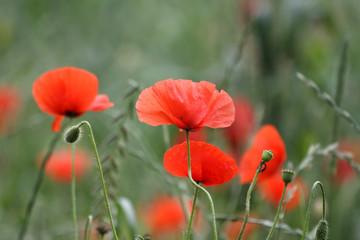 Roter Klatschmohn