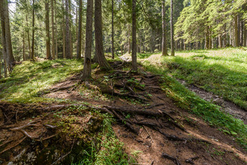 Hiking trail trough forest in dolomiti mountain 