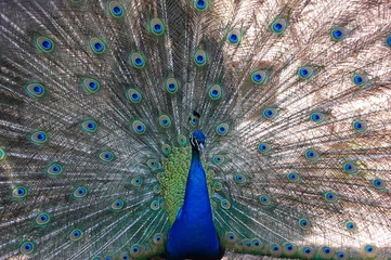 Fotobehang Peacock © Anna