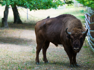 Wild aurochs © somra