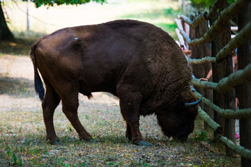 Wild aurochs © somra