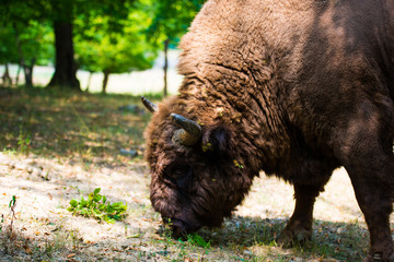 Wild aurochs © somra