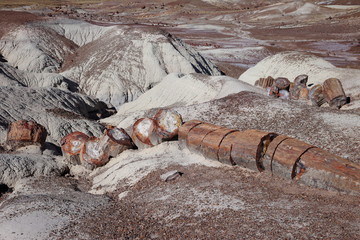 petrified woods