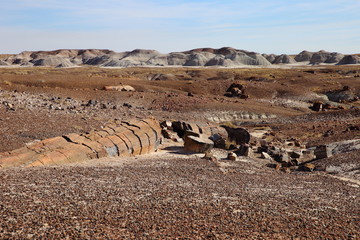 petrified woods