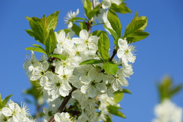 apple blossoms close-up