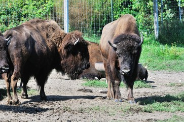 Bison on the Farm