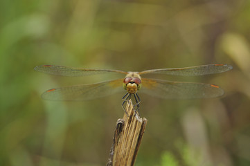 Big dragonfly against a green grass 