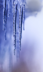 Naklejka na ściany i meble shiny, transparent icicles hanging from the roof on a Sunny day
