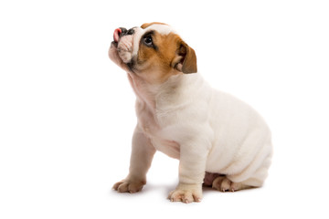 Cute puppy of English Bulldog isolated on white background