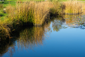 Perfect silence on water surface as reed reflections shine in warm sunlight in nature